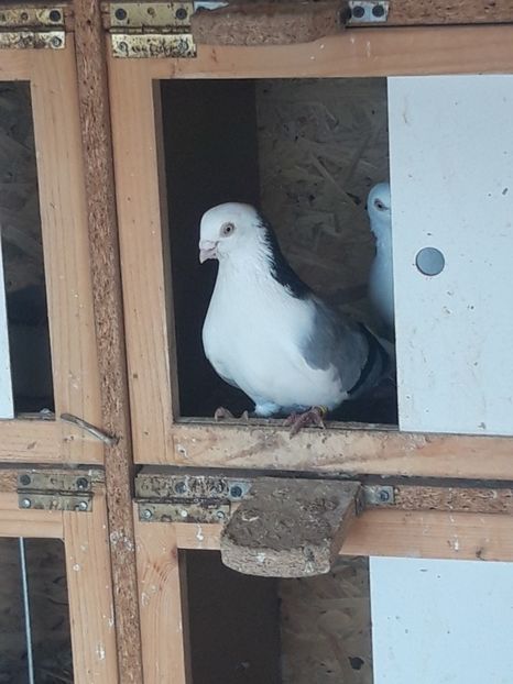  - porumbei galateni pe vanat