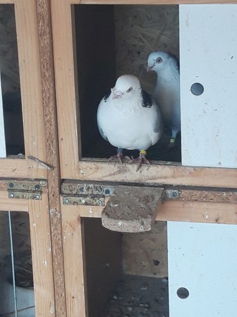  - porumbei galateni pe vanat