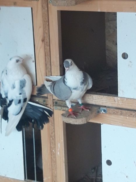  - porumbei galateni pe vanat