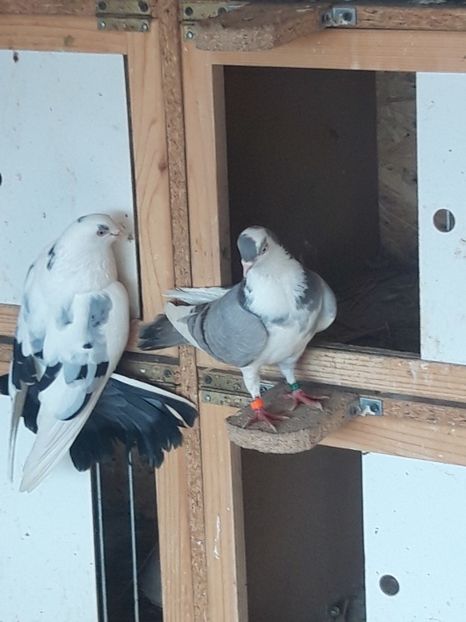  - porumbei galateni pe vanat