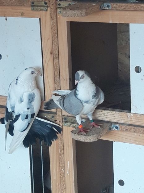  - porumbei galateni pe vanat