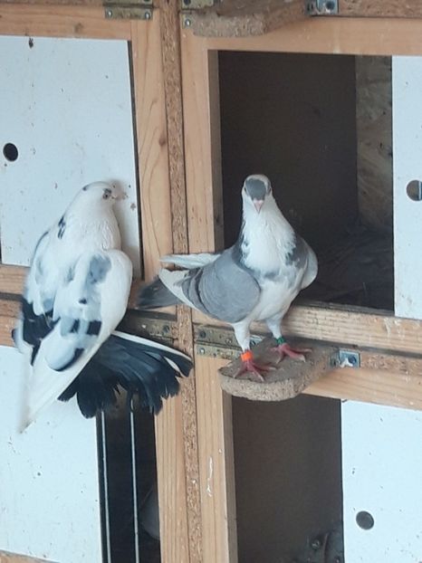  - porumbei galateni pe vanat