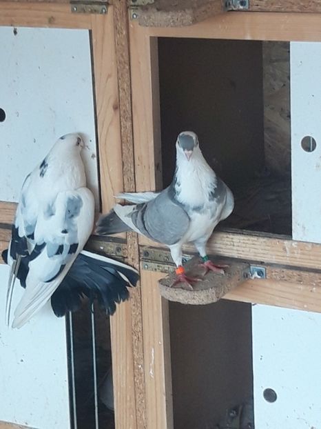  - porumbei galateni pe vanat