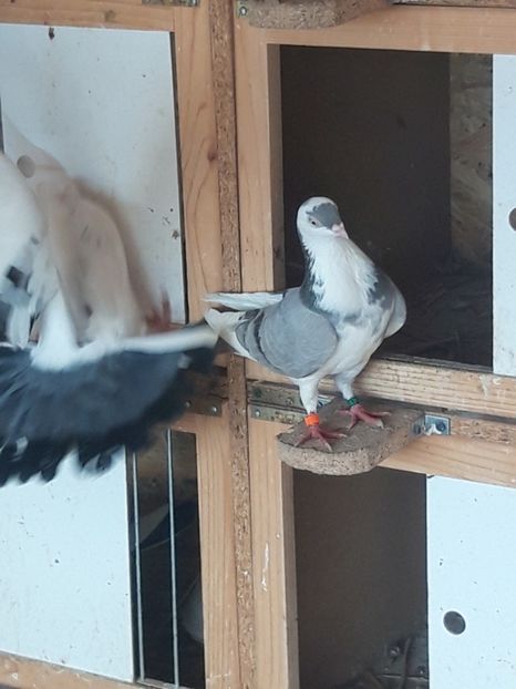  - porumbei galateni pe vanat