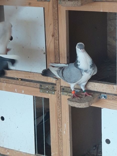  - porumbei galateni pe vanat