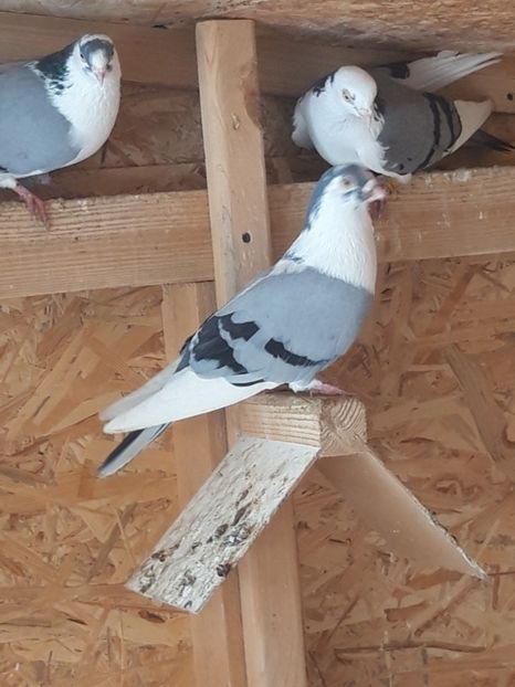  - porumbei galateni pe vanat