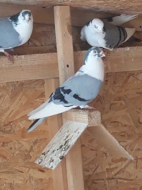  - porumbei galateni pe vanat