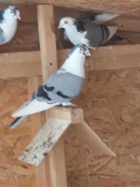  - porumbei galateni pe vanat