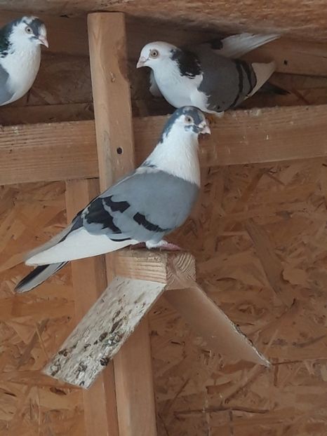  - porumbei galateni pe vanat