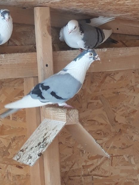  - porumbei galateni pe vanat