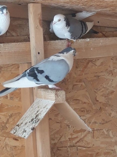  - porumbei galateni pe vanat