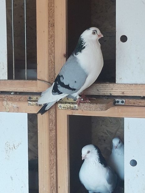  - porumbei galateni pe vanat