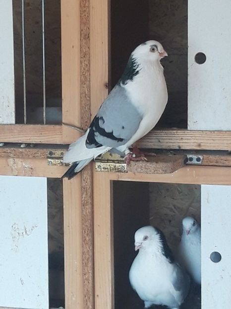  - porumbei galateni pe vanat