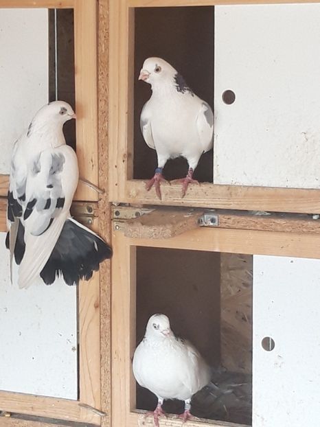  - porumbei galateni pe vanat