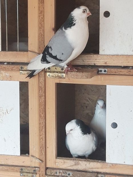  - porumbei galateni pe vanat