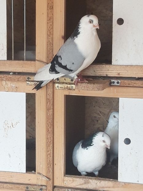  - porumbei galateni pe vanat