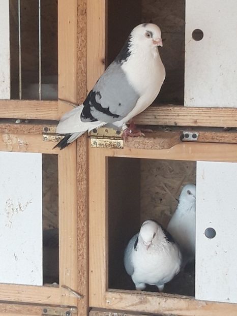  - porumbei galateni pe vanat