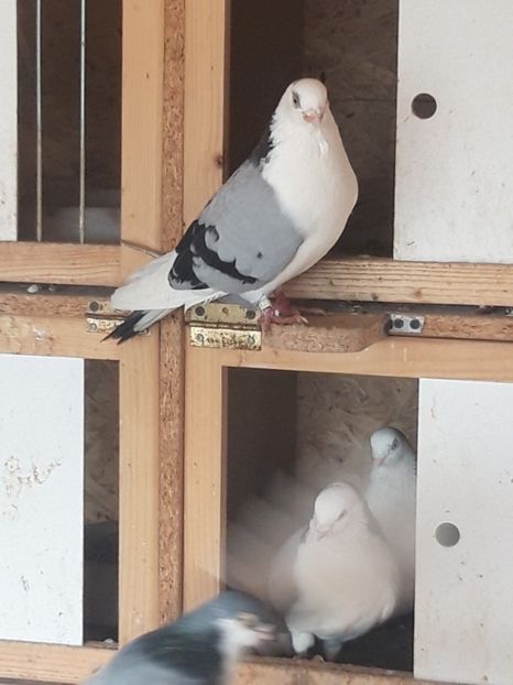  - porumbei galateni pe vanat