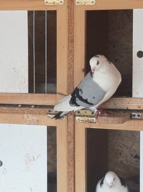  - porumbei galateni pe vanat