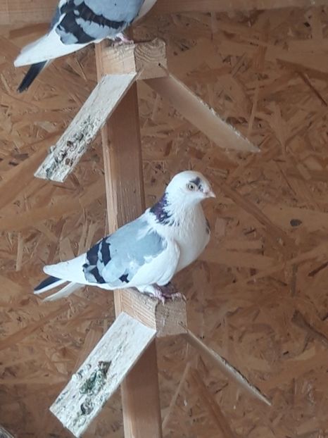  - porumbei galateni pe vanat