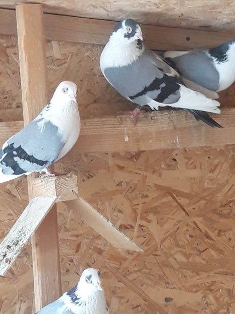  - porumbei galateni pe vanat