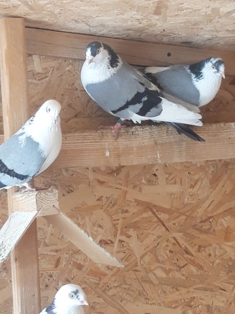  - porumbei galateni pe vanat