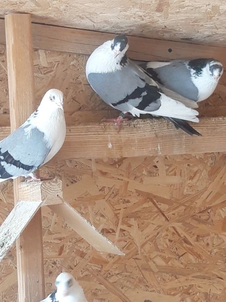  - porumbei galateni pe vanat