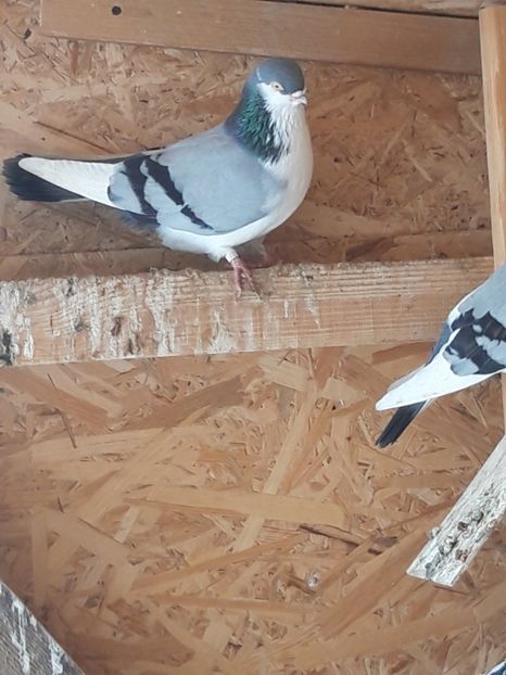  - porumbei galateni pe vanat