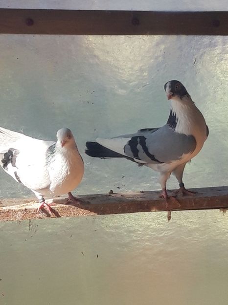  - porumbei galateni pe vanat