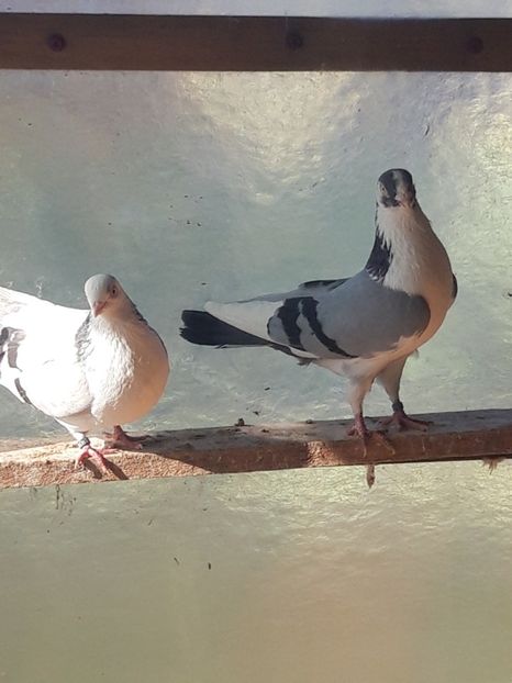  - porumbei galateni pe vanat