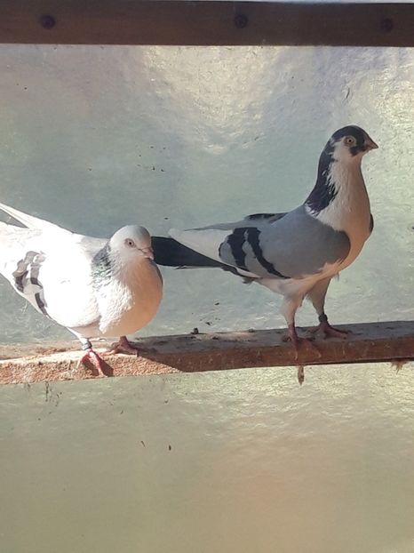  - porumbei galateni pe vanat