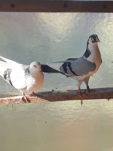  - porumbei galateni pe vanat