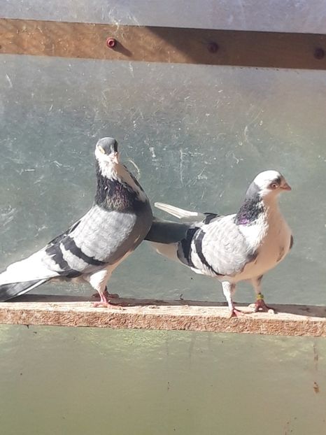  - porumbei galateni pe vanat