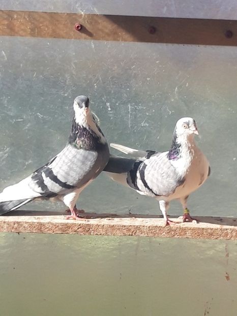  - porumbei galateni pe vanat