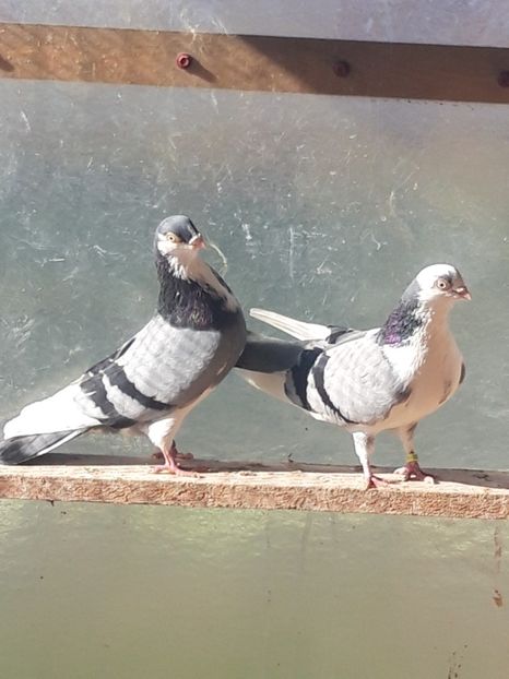  - porumbei galateni pe vanat