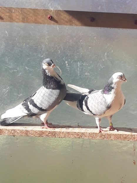  - porumbei galateni pe vanat