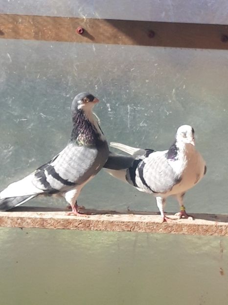  - porumbei galateni pe vanat