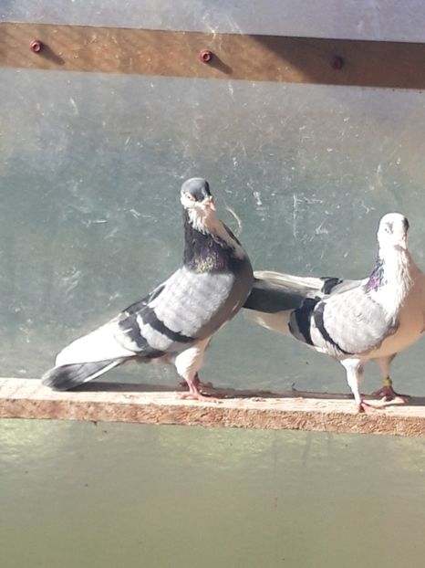  - porumbei galateni pe vanat