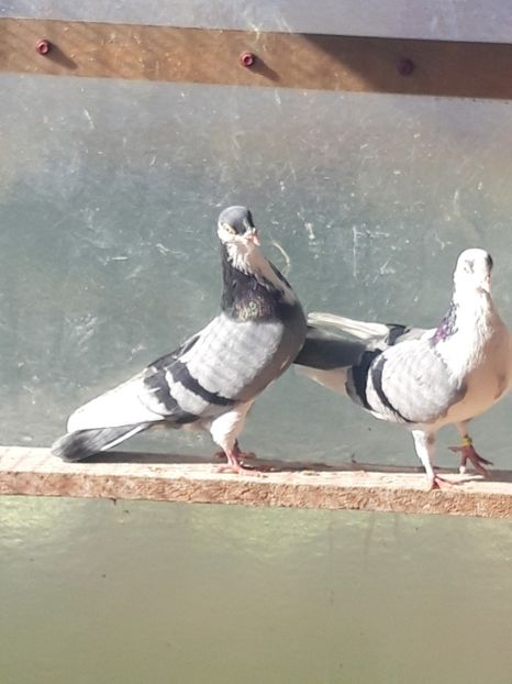  - porumbei galateni pe vanat