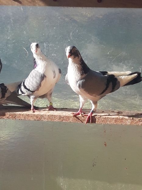  - porumbei galateni pe vanat