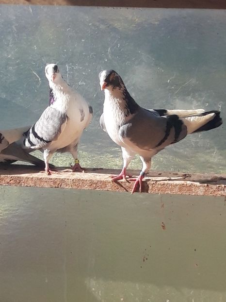  - porumbei galateni pe vanat