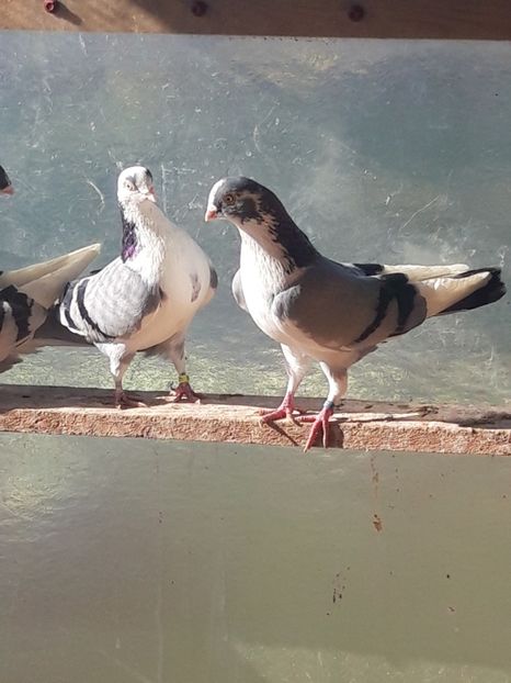  - porumbei galateni pe vanat