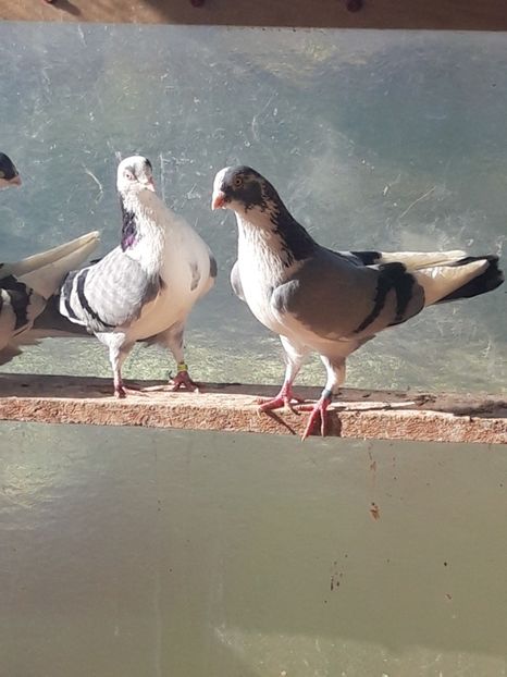  - porumbei galateni pe vanat