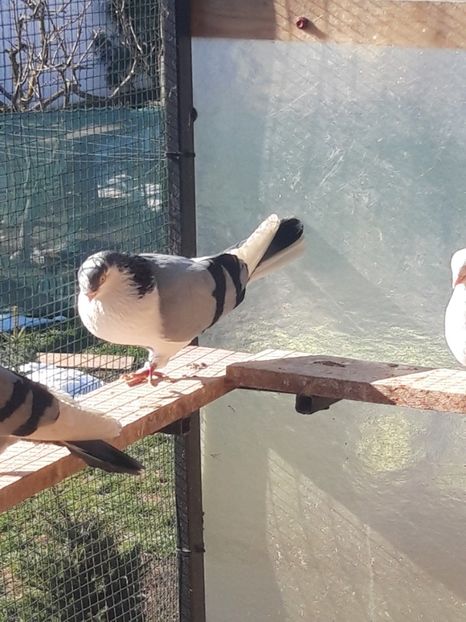  - porumbei galateni pe vanat