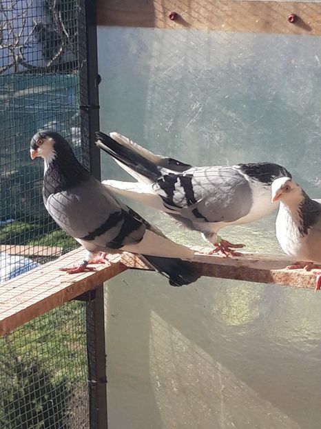  - porumbei galateni pe vanat