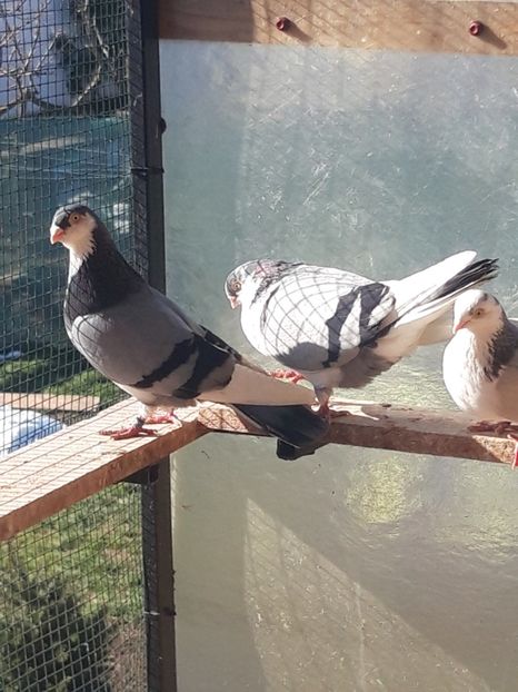  - porumbei galateni pe vanat