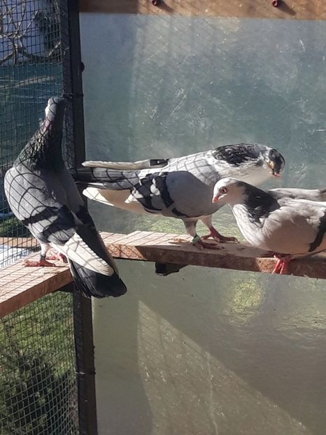  - porumbei galateni pe vanat