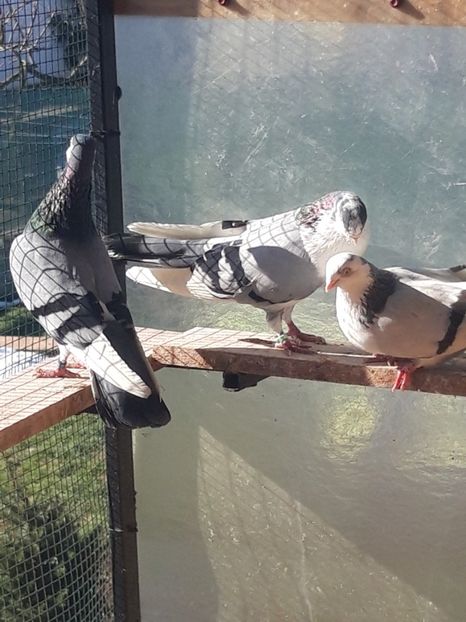  - porumbei galateni pe vanat