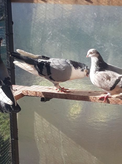  - porumbei galateni pe vanat