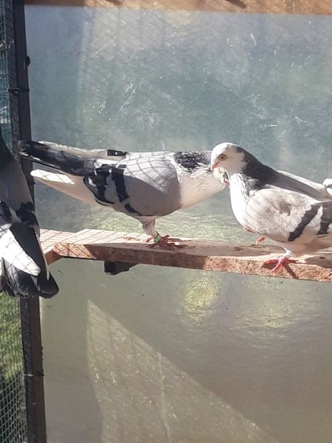  - porumbei galateni pe vanat